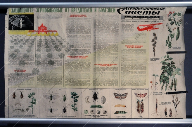 Плакат СССР: Защищайте зернобобовые от вредителей и болезней. Агротехнические советы совхозам и колхозам, 1962 год