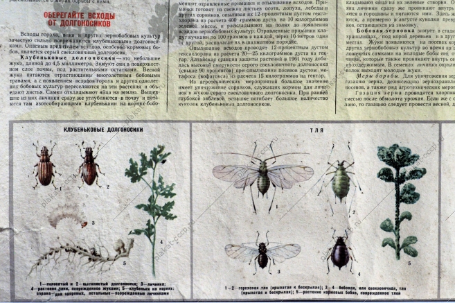 Плакат СССР: Защищайте зернобобовые от вредителей и болезней. Агротехнические советы совхозам и колхозам, 1962 год