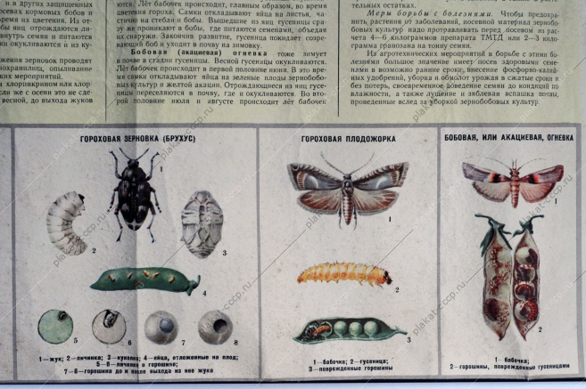 Плакат СССР: Защищайте зернобобовые от вредителей и болезней. Агротехнические советы совхозам и колхозам, 1962 год