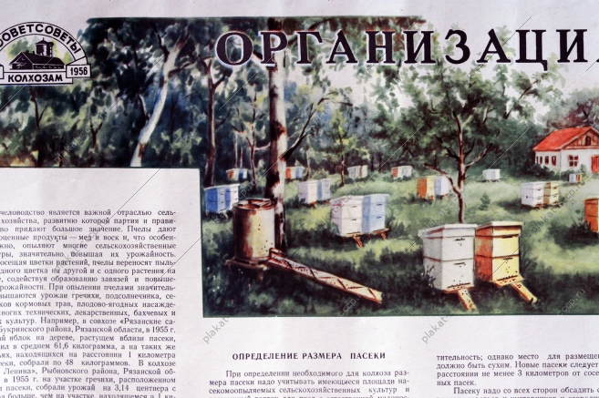 Плакат СССР А.В.Полякова, Организация пасеки в колхозе, 1956 год