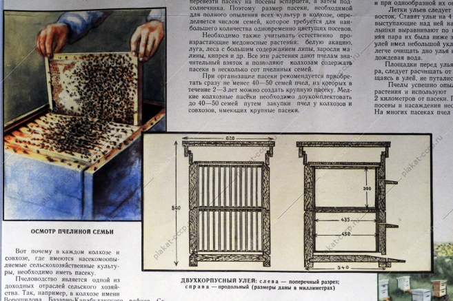 Плакат СССР А.В.Полякова, Организация пасеки в колхозе, 1956 год