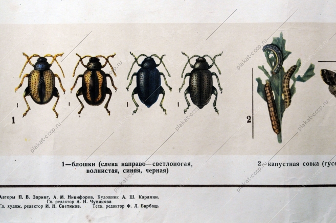 Плакат СССР, А.Ш.Карамин, Боритесь с вредителями овощных культур, 1955 год