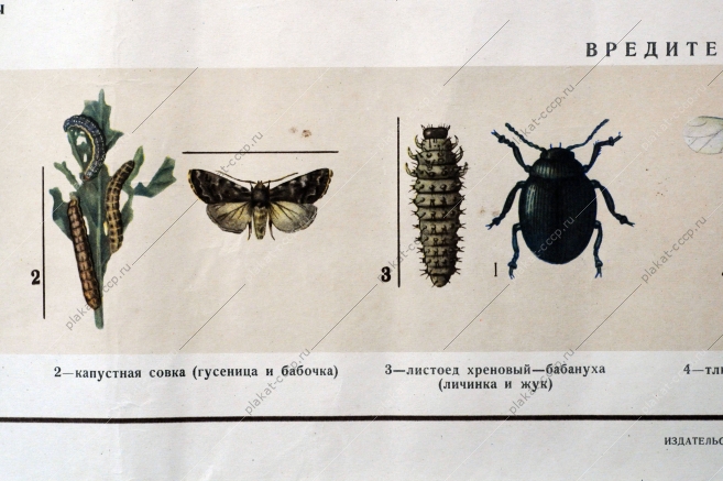 Плакат СССР, А.Ш.Карамин, Боритесь с вредителями овощных культур, 1955 год