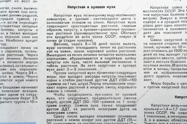 Плакат СССР, А.Ш.Карамин, Боритесь с вредителями овощных культур, 1955 год