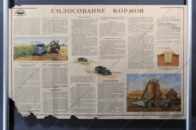 Плакат СССР, Силосование кормов (агротехсоветы колхозам  11), 1955 год