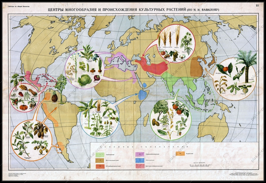Оригинальный советский плакат центры многообразия и происхождения культурных растений
