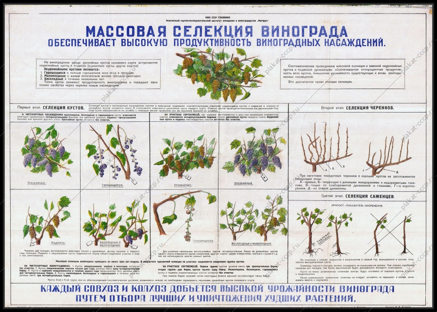 Оригинальный советский плакат селекция винограда Крымиздат Симферополь