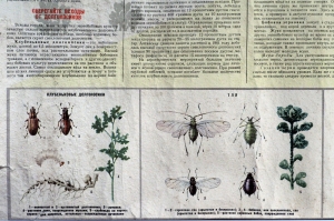 Плакат СССР: Защищайте зернобобовые от вредителей и болезней. Агротехнические советы совхозам и колхозам, 1962 год