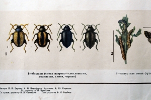 Плакат СССР, А.Ш.Карамин, Боритесь с вредителями овощных культур, 1955 год