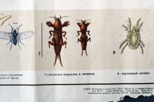 Плакат СССР, А.Ш.Карамин, Боритесь с вредителями овощных культур, 1955 год