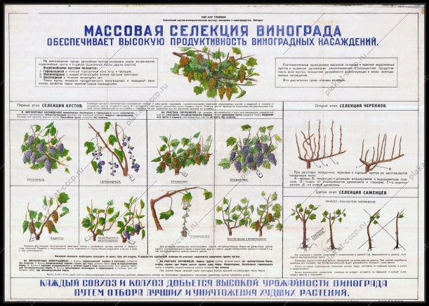 Оригинальный советский плакат селекция винограда Крымиздат Симферополь